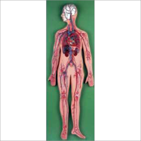 Circulatory System