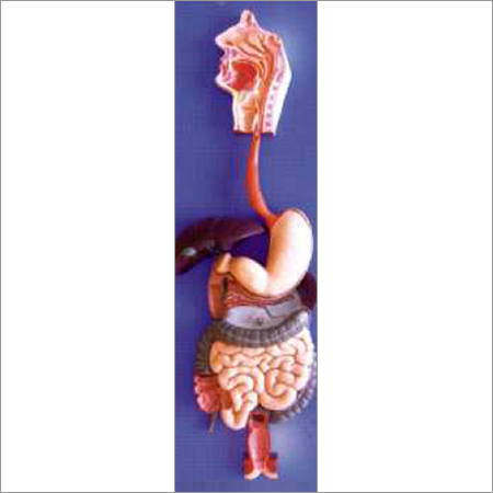 Digestive System Model