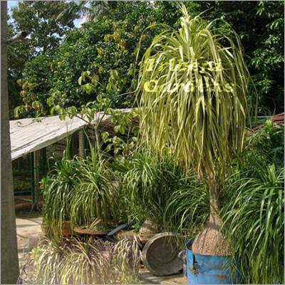 Bicarnia Recurvatum Variegated