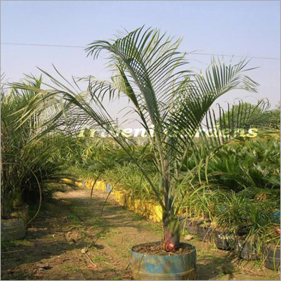 Dypsis Decaryi