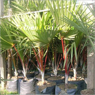 Latania Lontaroides (Red)