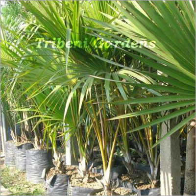 Latania Verschaffeltii (Yellow)