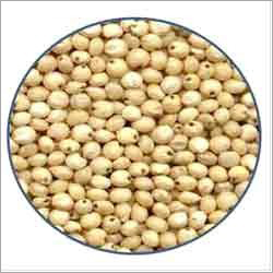 Jowar Grains