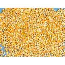 Indian Yellow Maize Corns