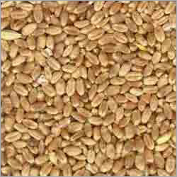 Indian Milling Wheat