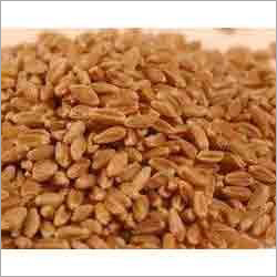 Hard Red Winter Wheat