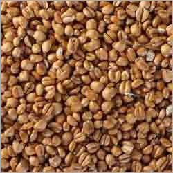 Torrified Wheat