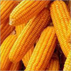 Corn