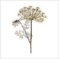 Fresh Dill Seed