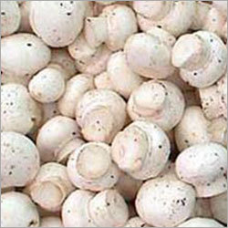 White Button Mushroom