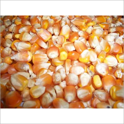 Yellow Maize