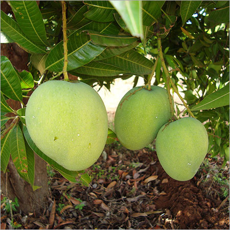 Baneshan Mango