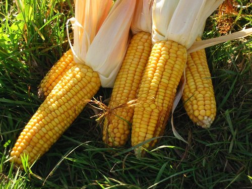Yellow Corn Maize