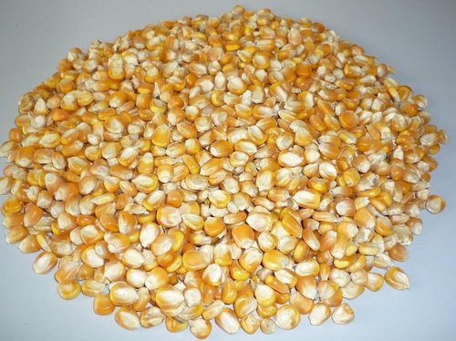Yellow Corn Animal Feed