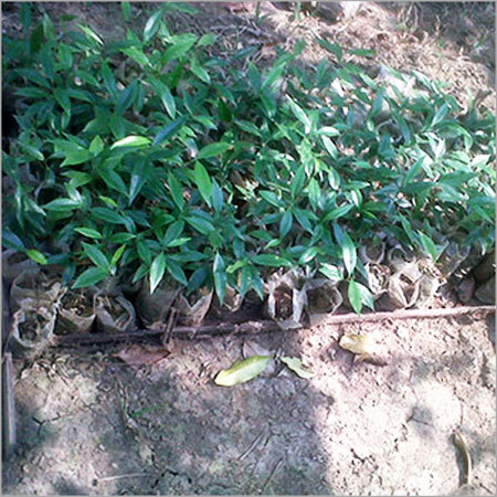 Agarwood Seedlings
