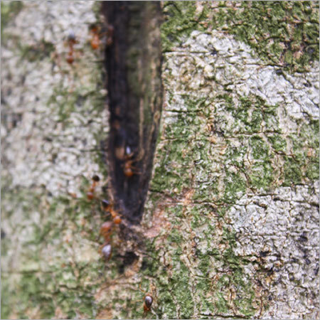Agarwood Tree Saplings