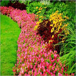 Seasonable Plant