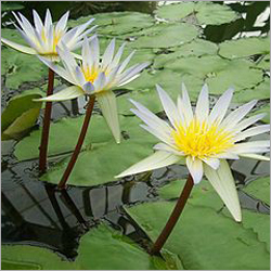 Water Flower Plant