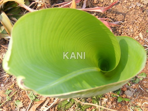 Green Banana Leaves