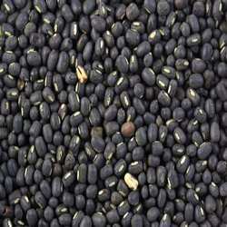 black gram