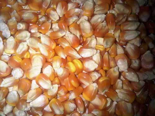 maize