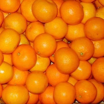 Preserved Oranges
