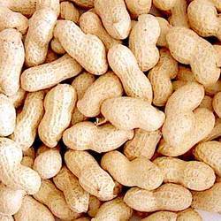 ground nut