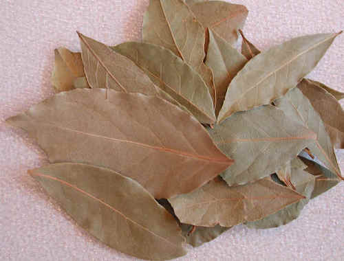 Bay Leaf