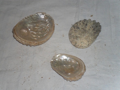 MOP Seashells