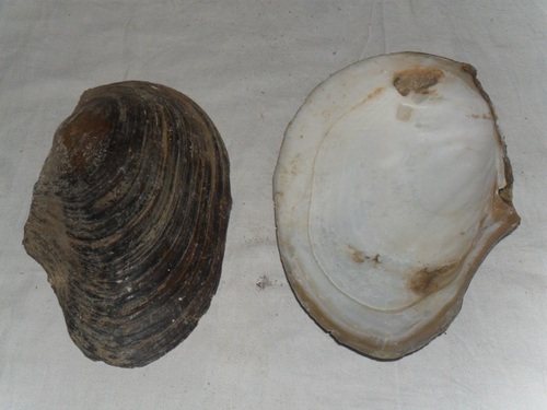 Raw Mother Of Pearl Shells