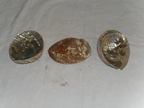 Natural Raw Mother of Pearl Shells