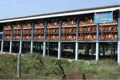 Poultry Supply