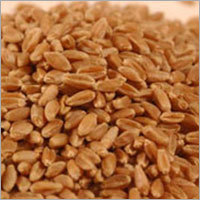 Wheat