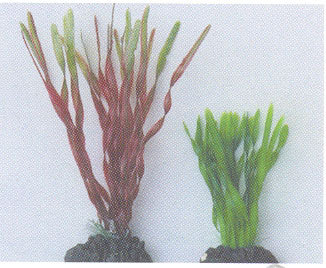 MPS Artificial Silk Plant 86038/8'