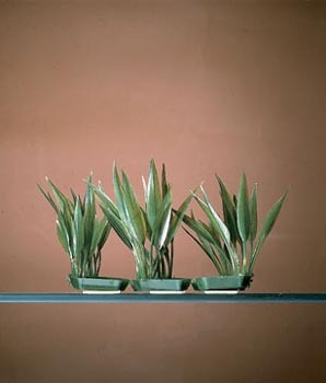 PENN PLAX AMAZON SWORD PLANT 3 POD