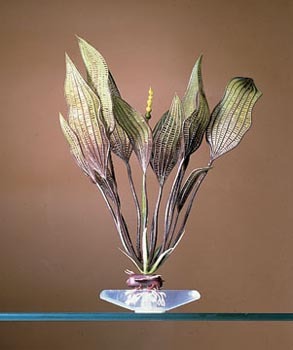 PENN PLAX PLANT M FLOWER LACE