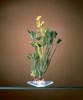 PENN PLAX PLANT M BUTTERFLY