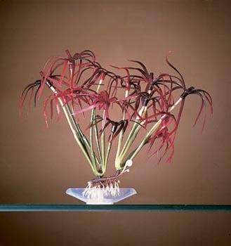 Aquarium Plants and Supplies