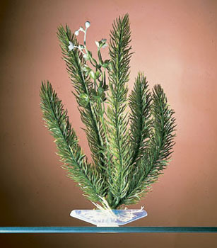 Aquarium Plants and Supplies