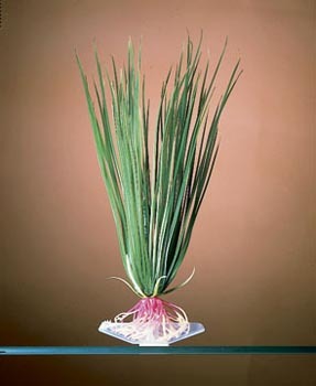 PENN PLAX Plants Hair Grass - Plastic, 6 Inches, Green | Natural Look, Easy Maintenance, Aquarium Décor