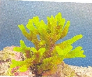 MPS Coral Plant SH 197 G - Calcium Carbonate 10-15cm Height, Yellow | Easy Maintenance, Vibrant Color, Fast Growth, Natural Look, Water Filtration