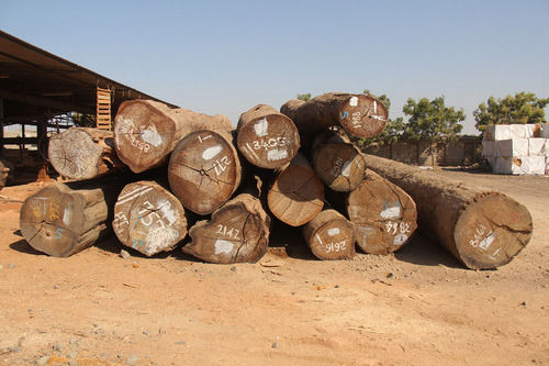 Pine Wood Logs