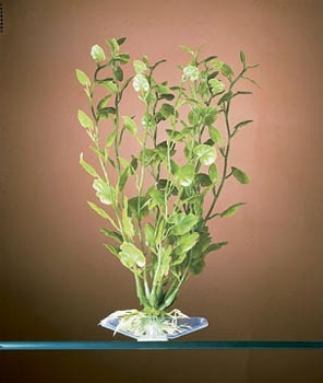 Aquarium Plants and Supplies