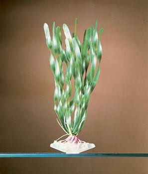PENN PLAX PLANT XL CRKSCRW - Plastic, 12 Inches, Green | Realistic Look, Easy to Clean, Durable Material