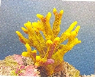 MPS Coral Plant SH 197 PU - PU Material, 197mm Height, Yellow | Vibrant Colors, Easy Maintenance, Natural Look, Durable, Non-Toxic