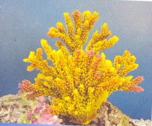 MPS Coral Plant SH_196Y