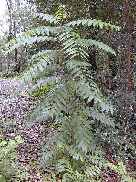 Toona Ciliata