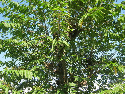 Celtis Australis