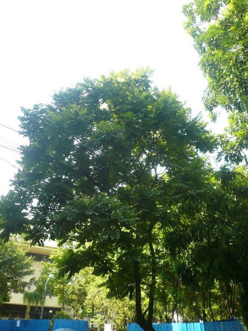 Chukrasia Velutina