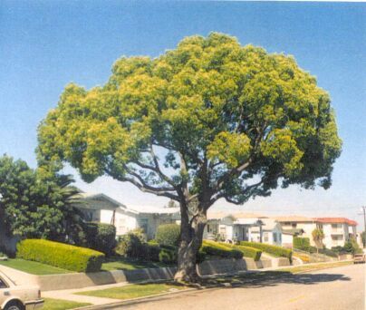 Cinnamomum Camphora